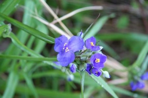 Spiderwort